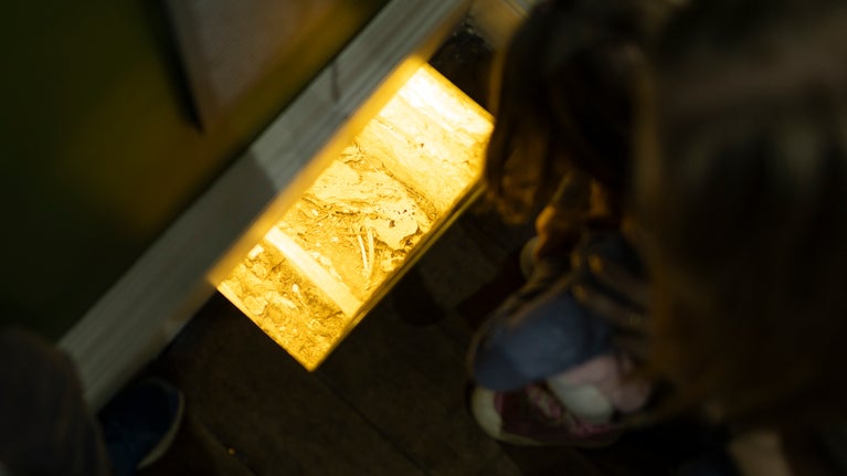 A skeleton of a cat discovered underneath the floorboards at Newton House, Dinefwr